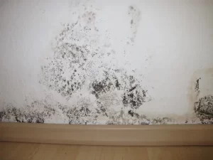 mold remediation services in Allen