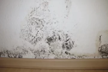 mold remediation services in Allen