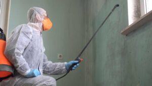 mold removal in Allen